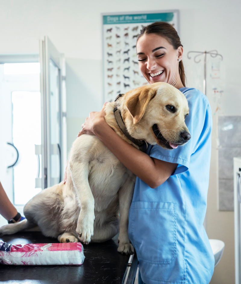 Appointments Blue Sky Veterinary Clinic Bend